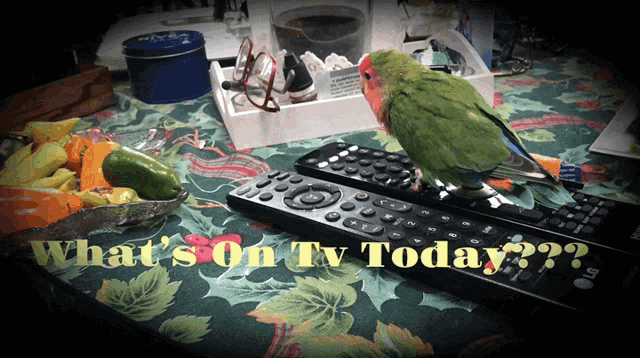 Lovebird Whats On Tv Today GIF - Lovebird Whats On Tv Today Bird GIFs
