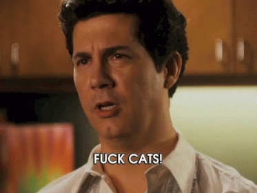 Cats GIF - Cats Mad Angry GIFs