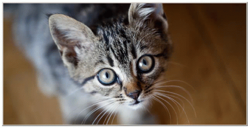 Cute Cats GIF - Cute Cats Look At Me GIFs