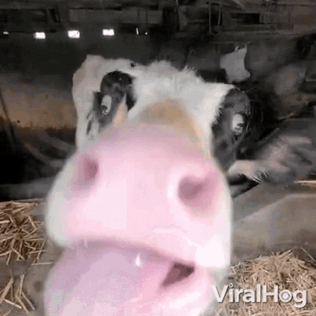 Licking The Camera Viralhog GIF - Licking The Camera Viralhog Tongue Out GIFs