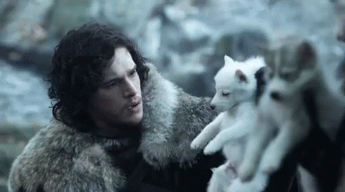 Puppy Direwolf - Game Of Thrones GIF - Game Of Thrones Direwolf Kit Harington GIFs