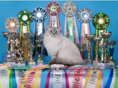 Siberian Kittens For Sale Buy Siberian Cats GIF - Siberian Kittens For Sale Buy Siberian Cats GIFs