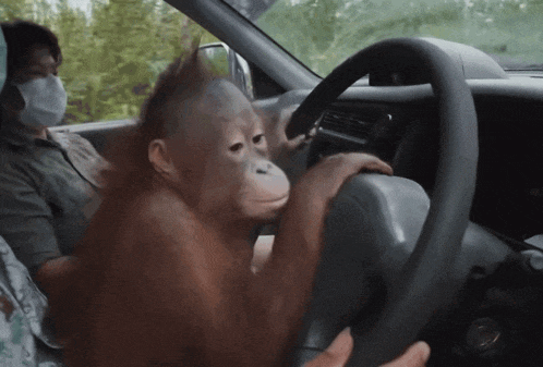 an orangutan is sitting in a car with a woman wearing a mask