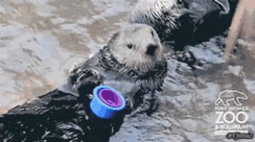 an otter is holding a blue cup in the water at the point defiance zoo and aquarium