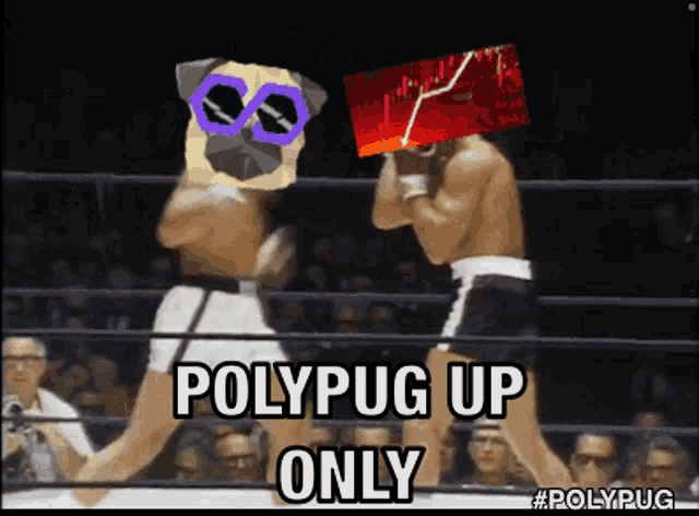 two pugs are fighting in a boxing ring with the words polypug up only on the bottom