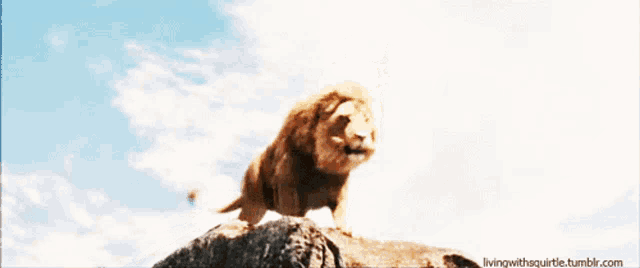 a lion standing on top of a rock with the website livingwithsquirtle.tumblr.com in the corner
