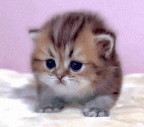 Shaky Kitten Baby Cat GIF - Shaky Kitten Baby Cat Kitten GIFs