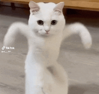 a white cat is standing on its hind legs with its arms outstretched and looking at the camera .
