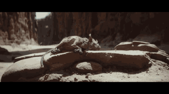 a lizard is laying on a rock in a desert