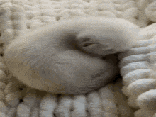 a white kitten is curled up in a ball on a white blanket .