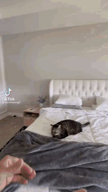 a cat is laying on a bed in a bedroom with a tiktok watermark