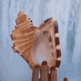a person is holding a sea shell in their hand against a blue background .