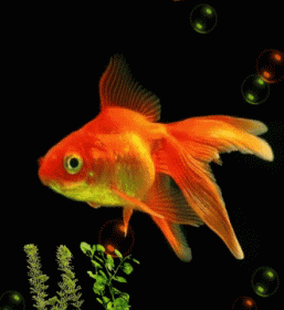 Goldfish GIF - Goldfish GIFs