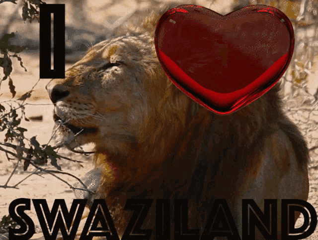 Iheartswaziland Coyotemediatv GIF - Iheartswaziland Coyotemediatv Coyotemedia GIFs