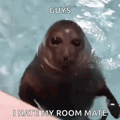 a seal is swimming in the water with the words guys i hate my room mate above it
