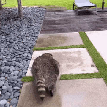 a raccoon walking on a sidewalk with rocks and grass