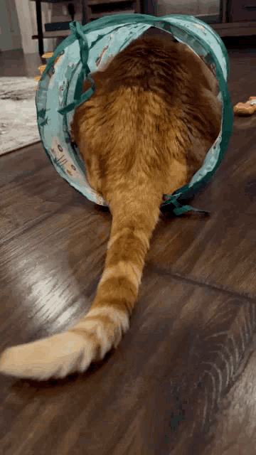 a cat is laying in a green tunnel on the floor