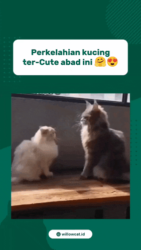 two cats are standing next to each other with the words " perkelahian kucing ter-cute abad ini " above them