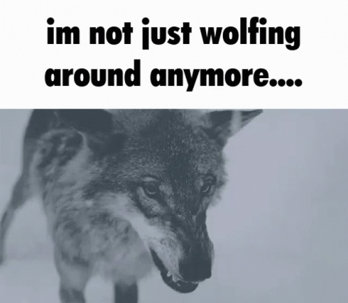 Wolfing Around GIF - Wolfing Around GIFs