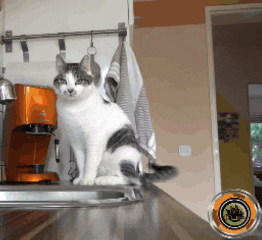 a cat is sitting on a counter next to a coffee maker
