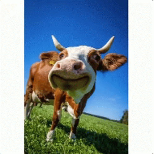 Happy Cow GIF - Happy Cow GIFs