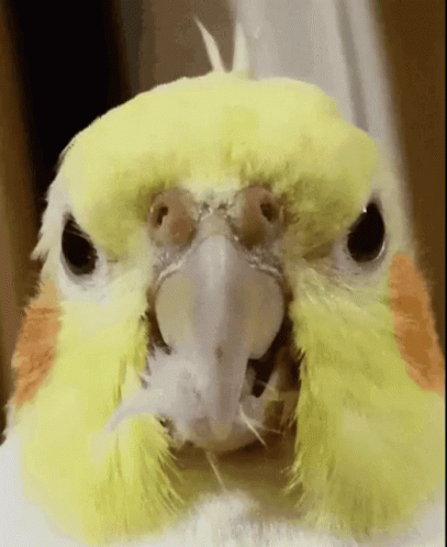 Bird Boo GIF - Bird Boo Cockatiel GIFs