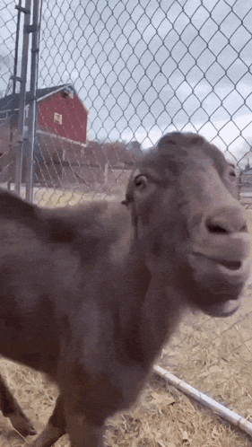 a goat behind a chain link fence with a barn in the background