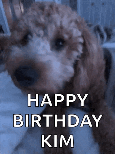 a brown and white dog with the words happy birthday kim above it