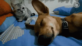 Gatobravo Acorda Levanta Seumerda Cachorro Despertador GIF - Mad Cat Wake Up Get Up GIFs