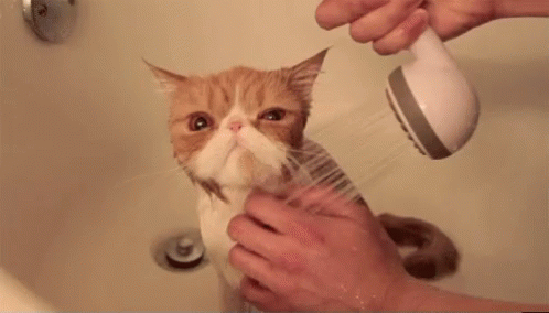 Cat Cat Shower GIF - Cat Cat Shower GIFs