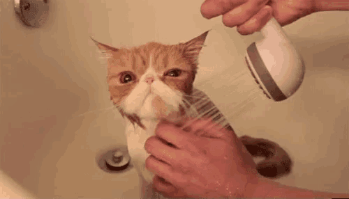a cat is being showered in a bathtub by a person