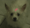 Dog White Dog GIF - Dog White Dog Cris Dog GIFs