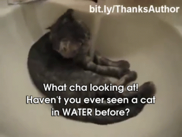 Cats Love Water GIF - GIFs
