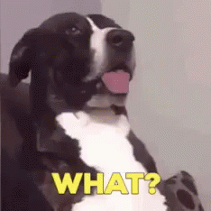 What Dig GIF - What Dig Seriously GIFs