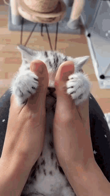 a person is holding a kitten 's paws between their toes .