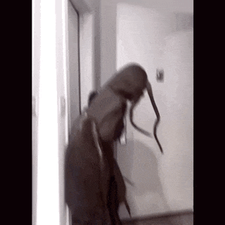 a person in a hooded jacket is standing in a hallway with a snake in their hand .