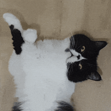 a black and white cat is laying on its back on the floor
