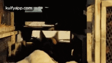 a dog is laying on the ground in a cage .