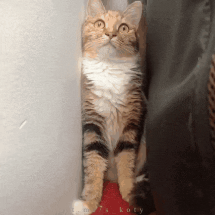 a cat standing next to a wall with the words tom 's koty in the corner