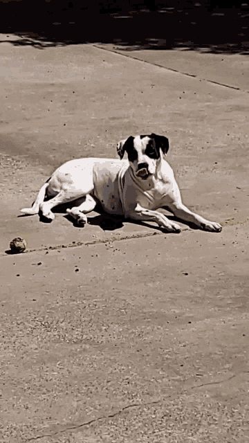 I Dont Feel Like Playing Ball Right Now Dog GIF - I Dont Feel Like Playing Ball Right Now Dog Ball GIFs