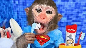 a monkey is brushing its teeth with a toothbrush while wearing a superman costume .