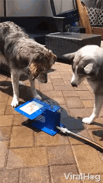 Cute Dog Drinking GIF - Cute Dog Drinking Clever Dogs GIFs