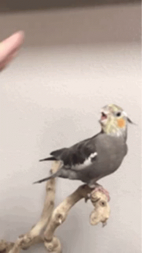Bird Cockatiel GIF - Bird Cockatiel Petting GIFs