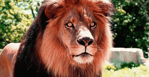 Is In GIF - Is In Lion GIFs