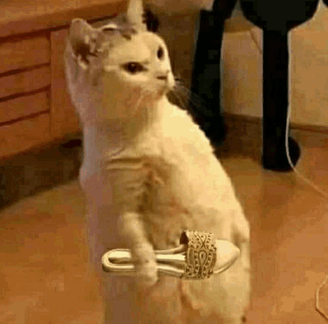 a cat is holding a shoe on its hind legs .