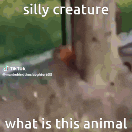 a silly creature what is this animal is written on a screen