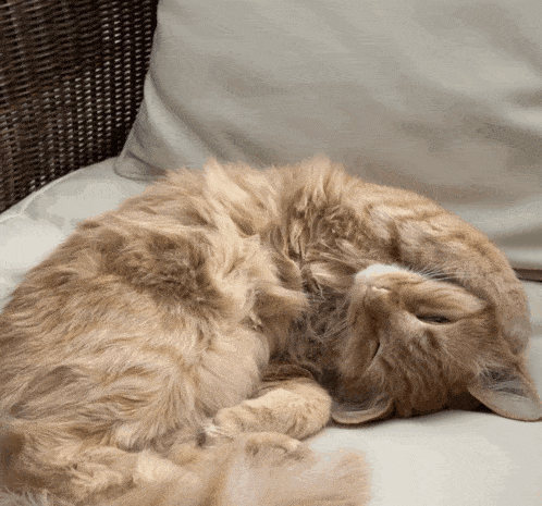 a fluffy cat is sleeping on a couch with a white pillow