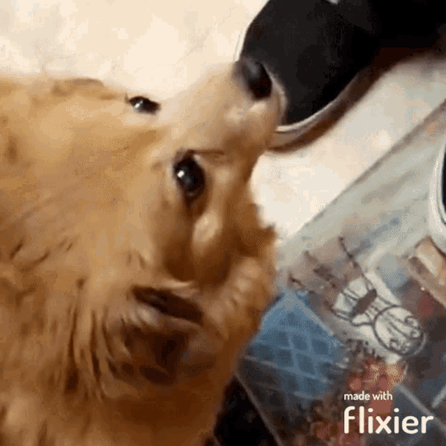 a dog is sniffing a person 's foot and the video was made with flixier