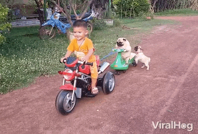 a boy riding a toy motorcycle with two pugs pulling it