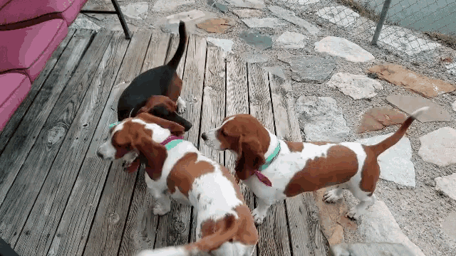 Bassett Hounds Lets Party GIF - Bassett Hounds Lets Party Lets Play GIFs